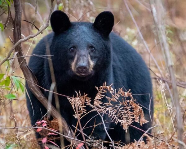 Bear Stare