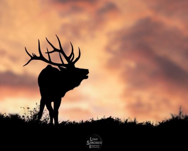 Sunset Elk Bugle Silhouette