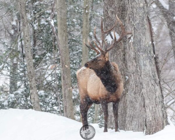 Snowy Bull Elk