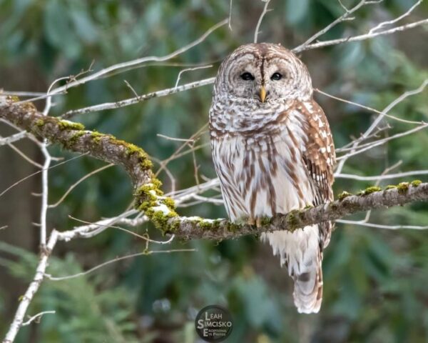 Barred Owl on a Mossy Branch