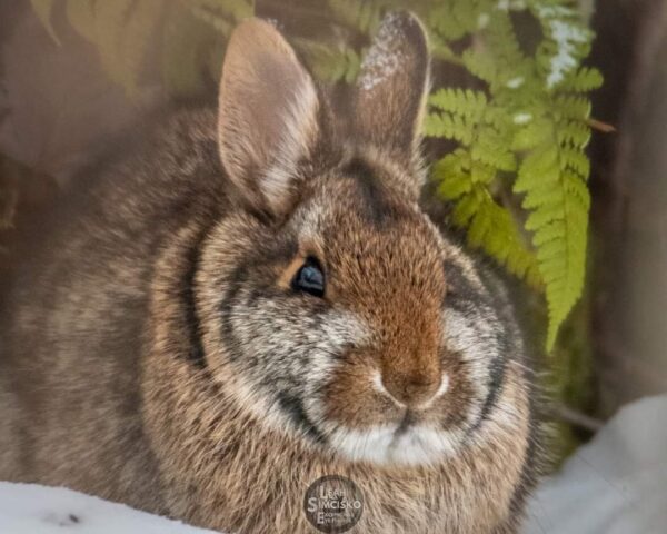 Winter Bunny