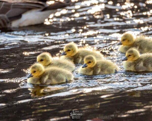 Goslings Horizontal