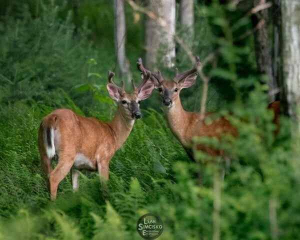 Summer Bucks Horizontal