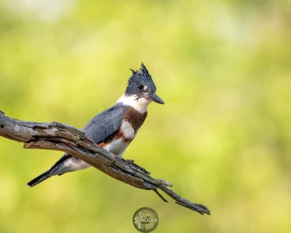 Belted Kingfisher