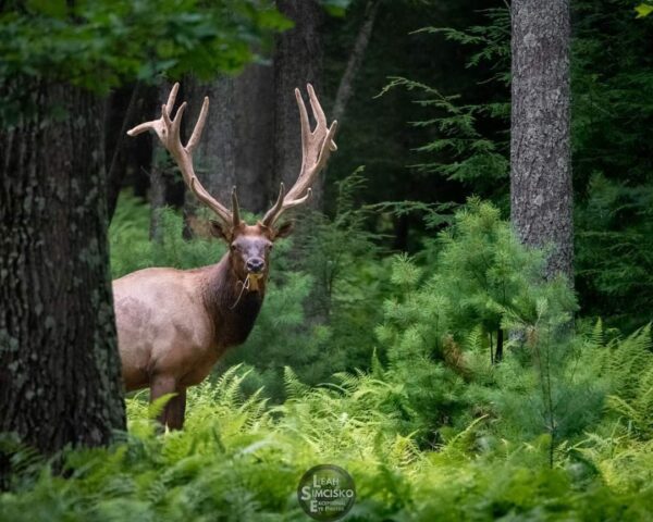 Velvet Bull