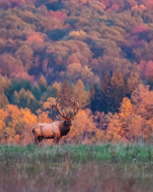 Autumn Elk