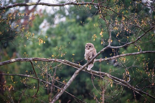 Barred Owl in the Rain