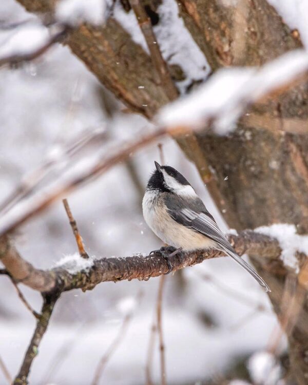 Black-capped Chickadee