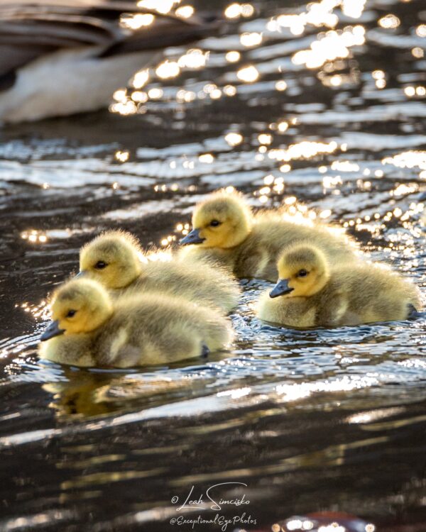 Goslings