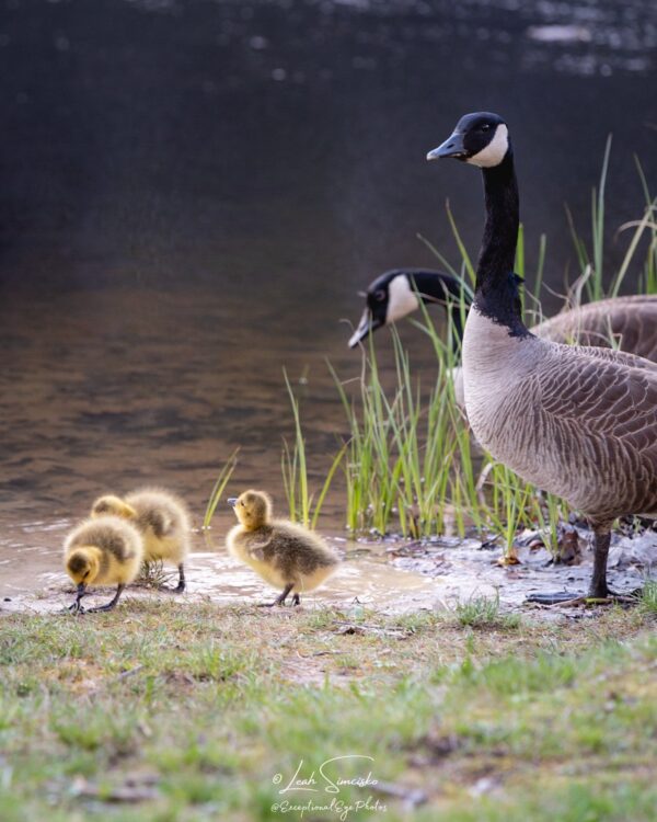 Gosling Family