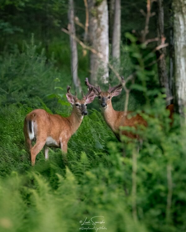 Summer Bucks