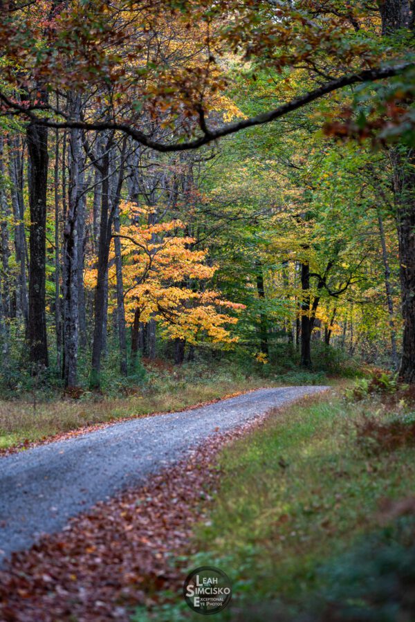 Brightening the Path