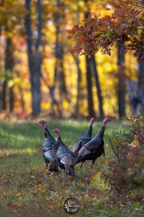 Autumn Gobblers