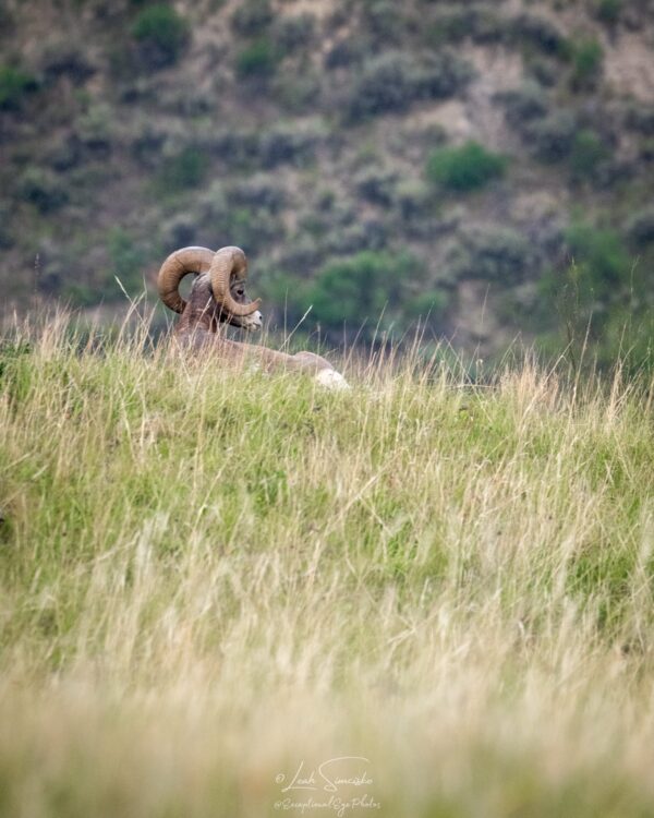 Hillside Ram