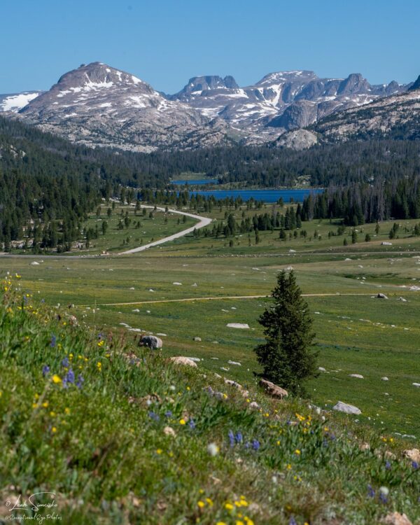 Along Beartooth Pass