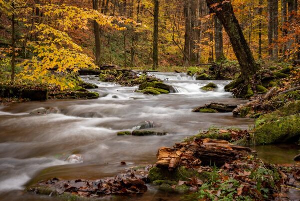 Serene Autumn Stream