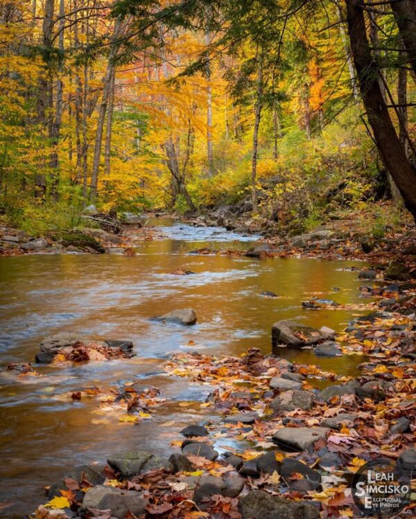 Autumn's Splendor