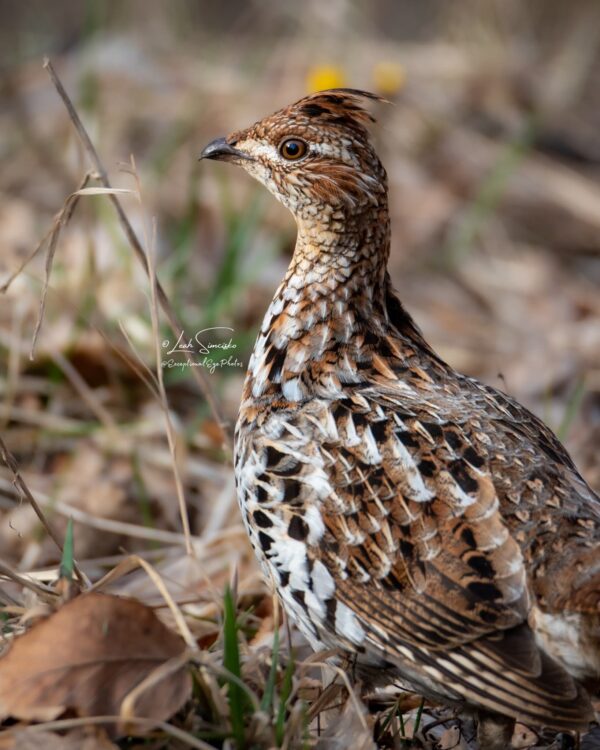 Ruffed Grouse 1