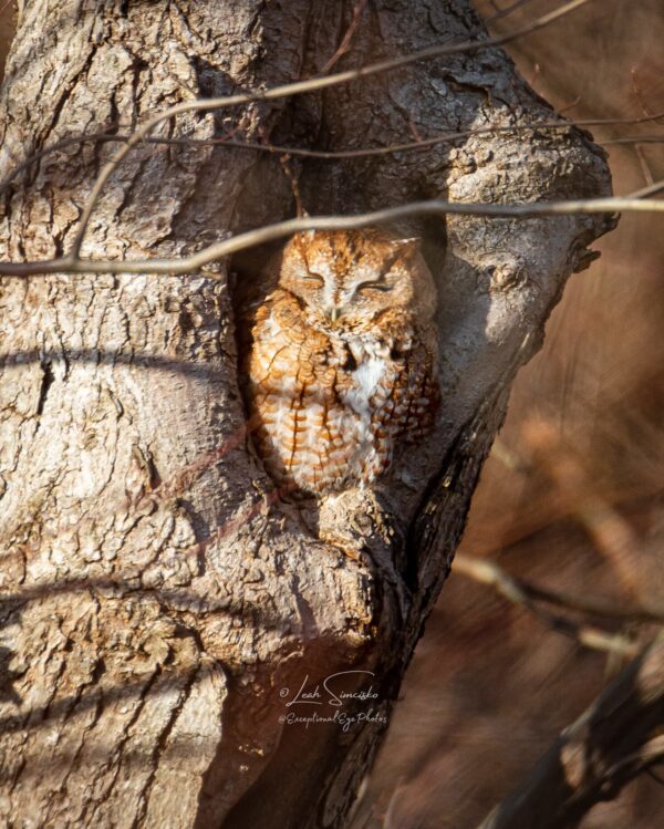 Warming in the Winter Sun, Red-Morph Eastern Screech-owl