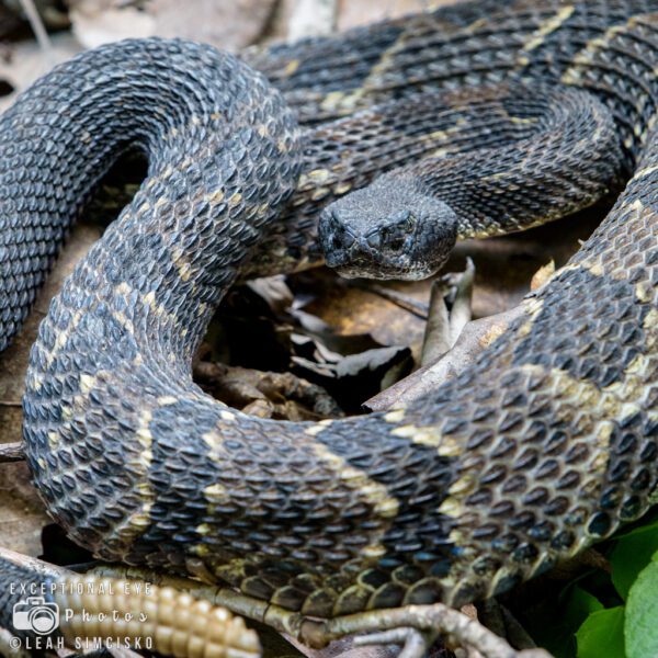 Rattlesnake Crossing 2