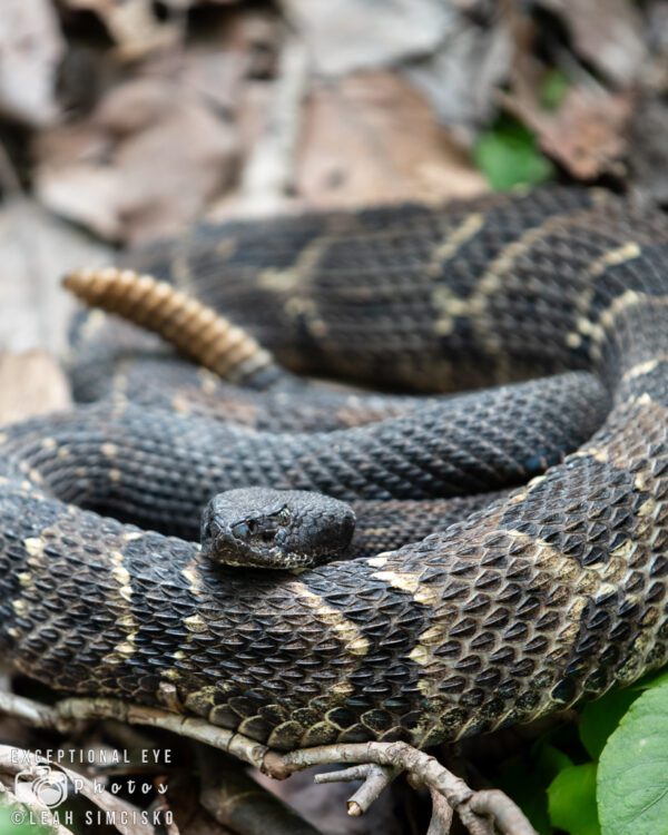 Rattlesnake Crossing 3