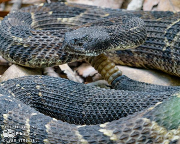 Rattlesnake Crossing - Image 2