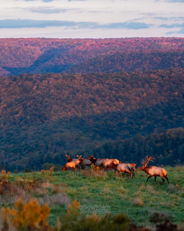 Elk Country Sunset