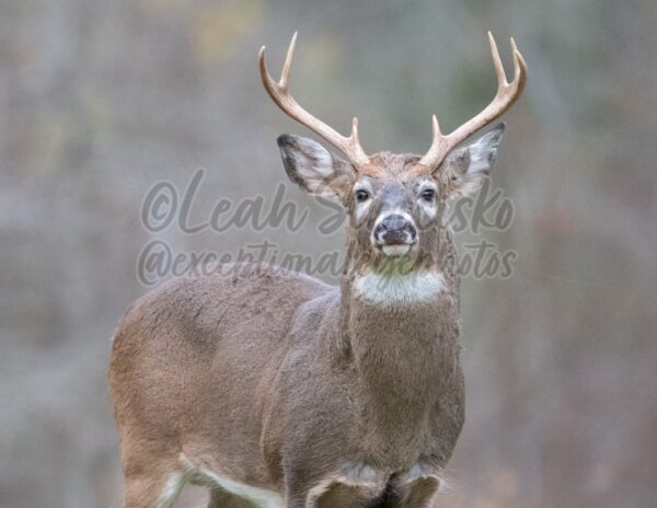 Rutting buck 1