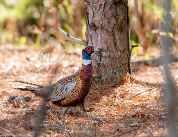 Ring-necked Pheasant on the move