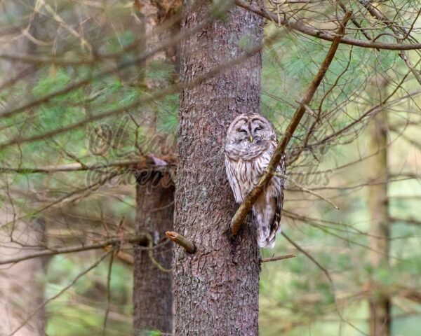 I think owl nap here