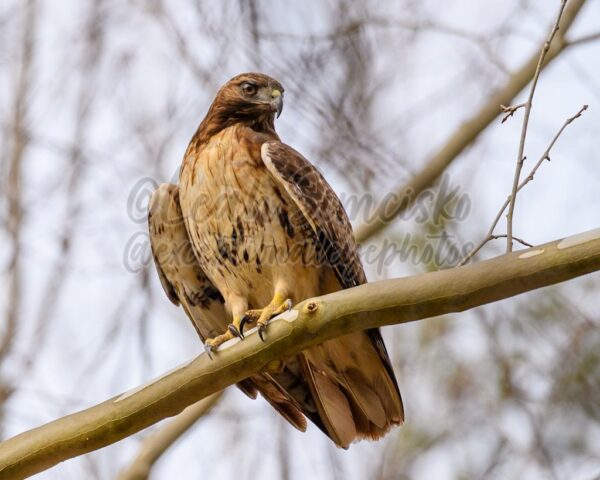 Red-tailed hawk