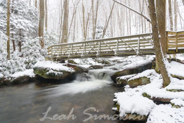 Winter walk in the woods