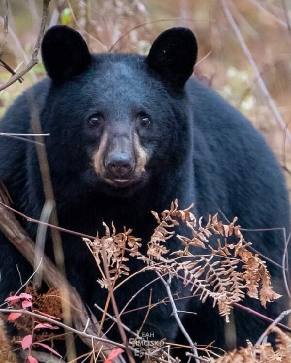 Bear Stare