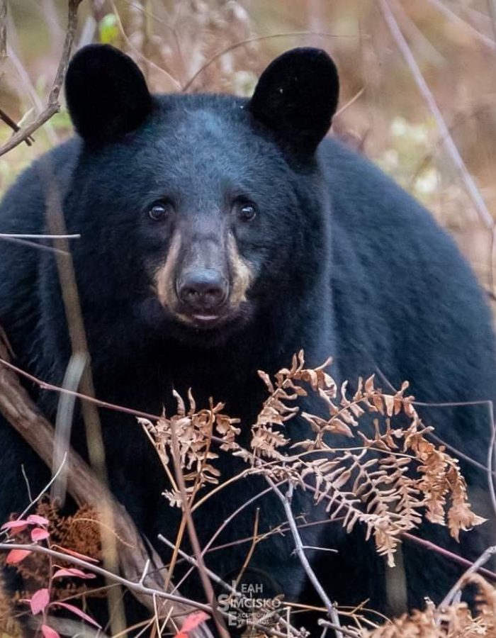 Bear Stare