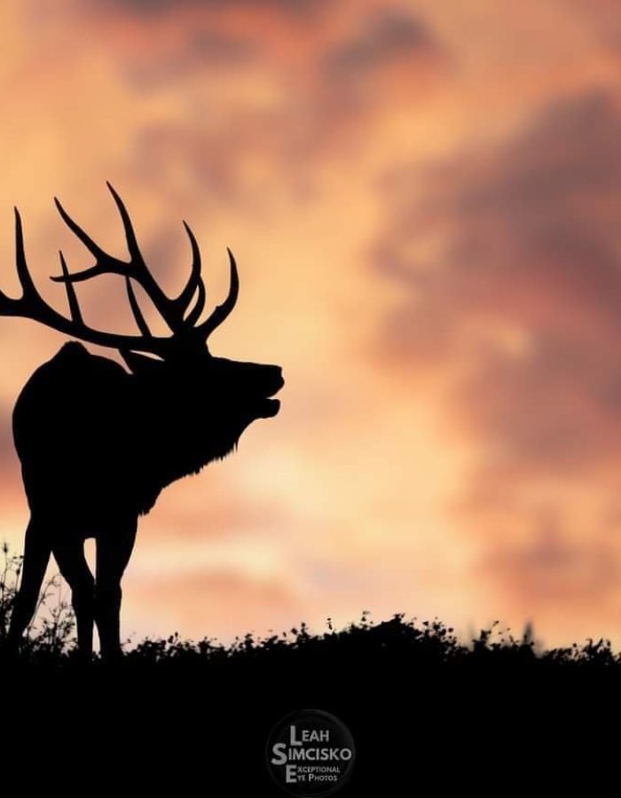 Sunset Elk Bugle Silhouette