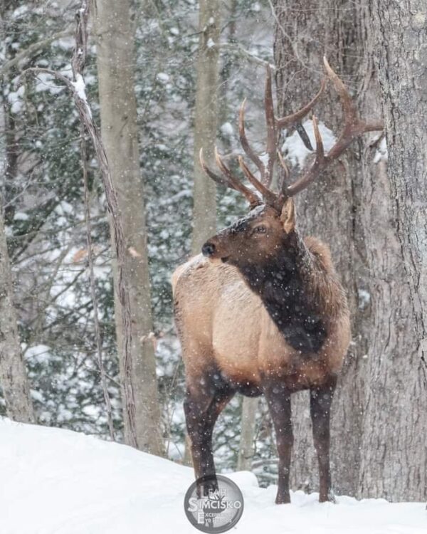 Snowy Bull Elk