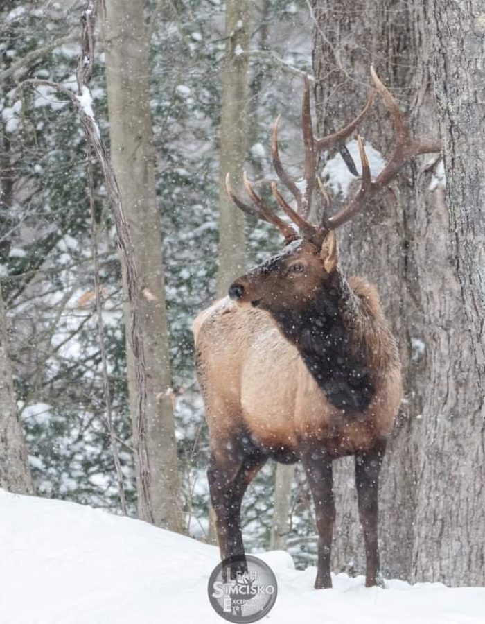 Snowy Bull Elk