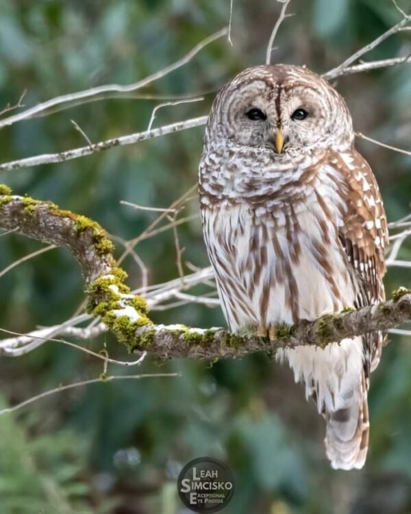 Barred Owl on a Mossy Branch