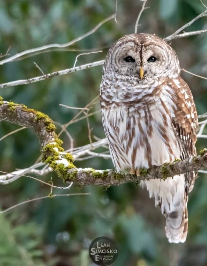 Barred Owl on a Mossy Branch