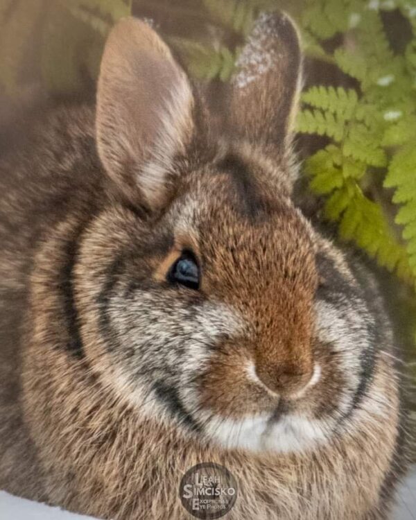 Winter Bunny