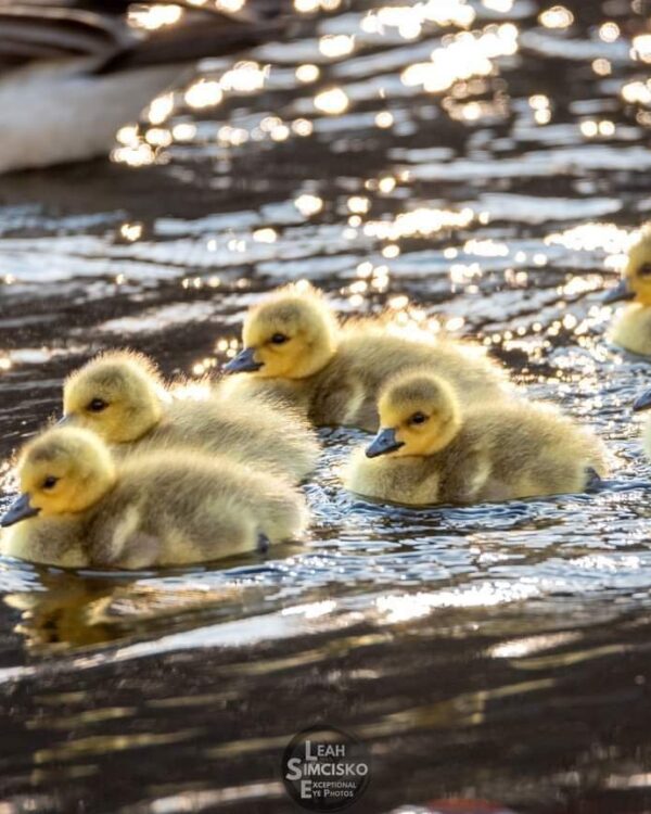 Goslings Horizontal