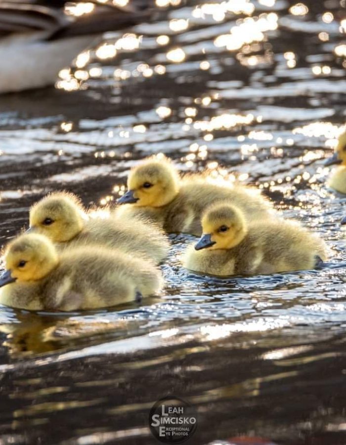 Goslings Horizontal