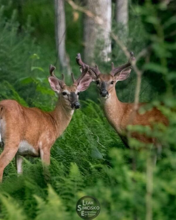 Summer Bucks Horizontal