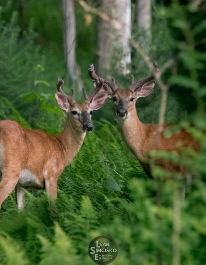 Summer Bucks Horizontal