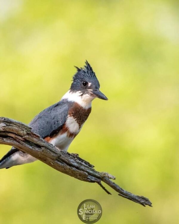 Belted Kingfisher