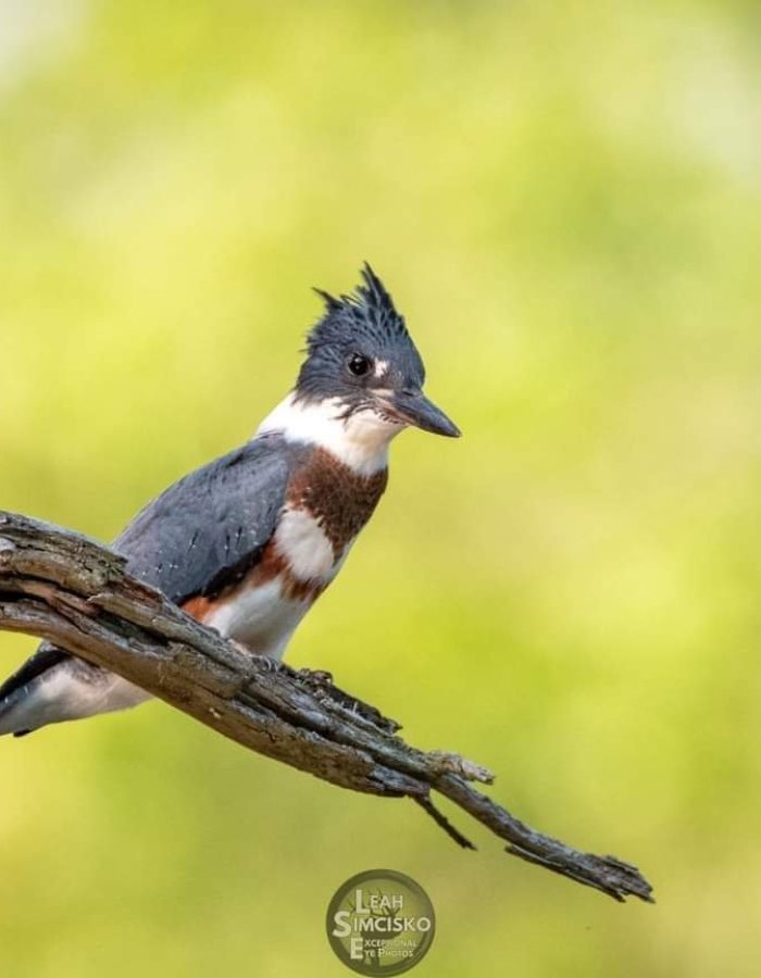 Belted Kingfisher