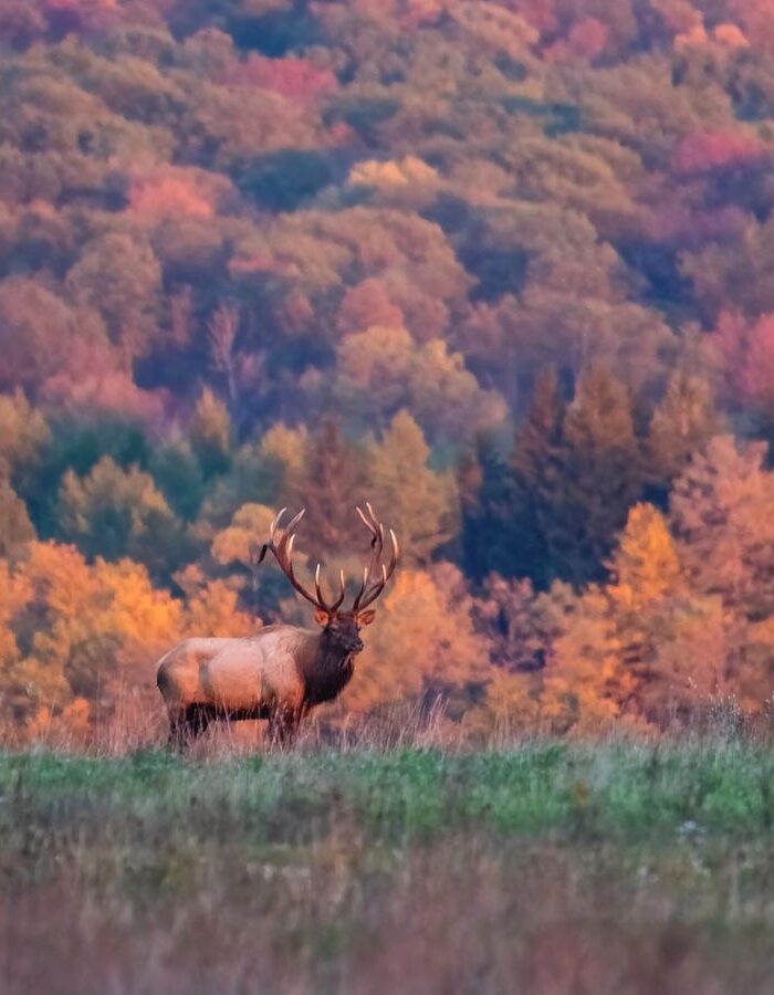 Autumn Elk