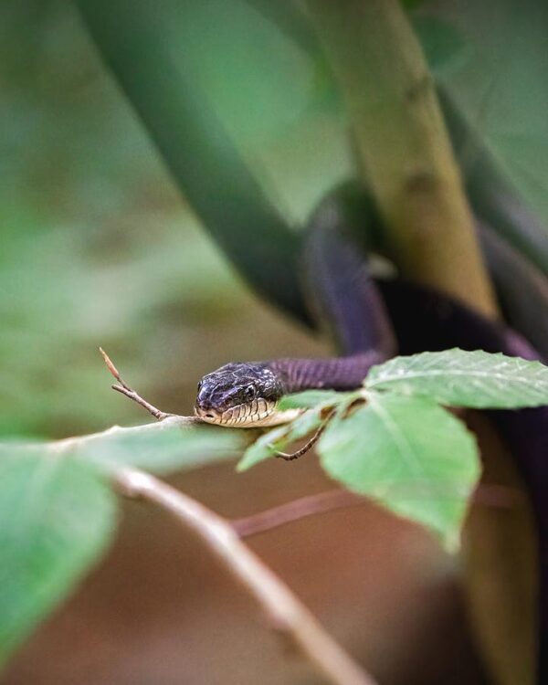 Black Rat Snake