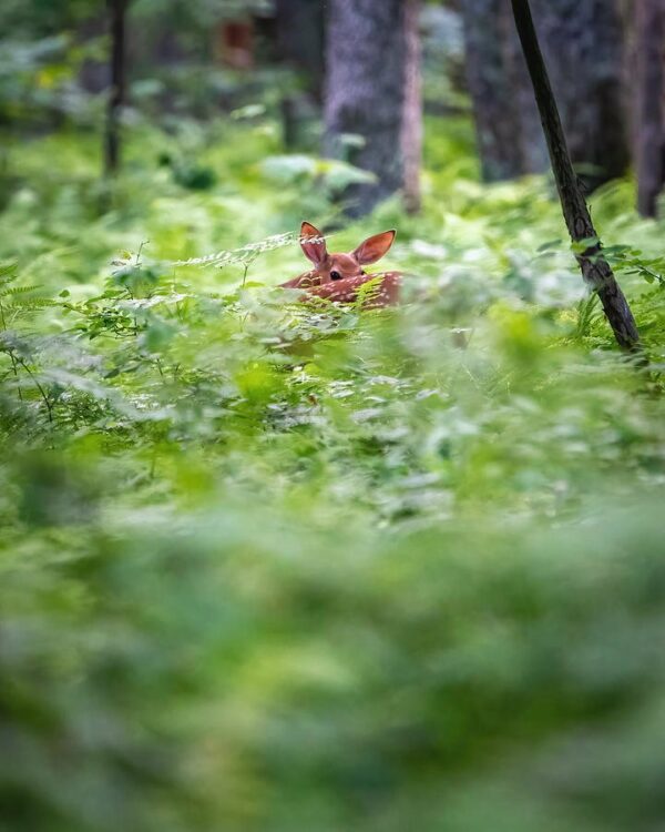 Fawn in the Ferns