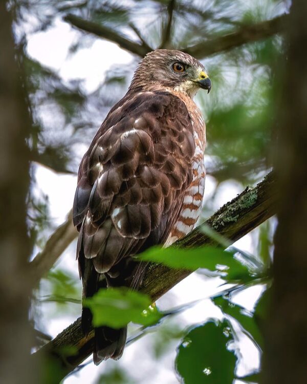 Hawk